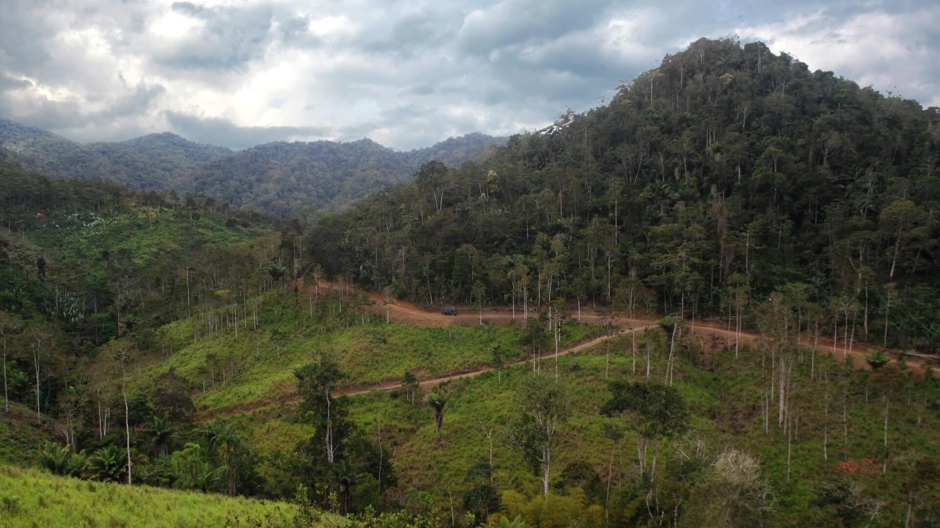 How We Rapidly Reforest Large Tracts of Land With Minimal Cost