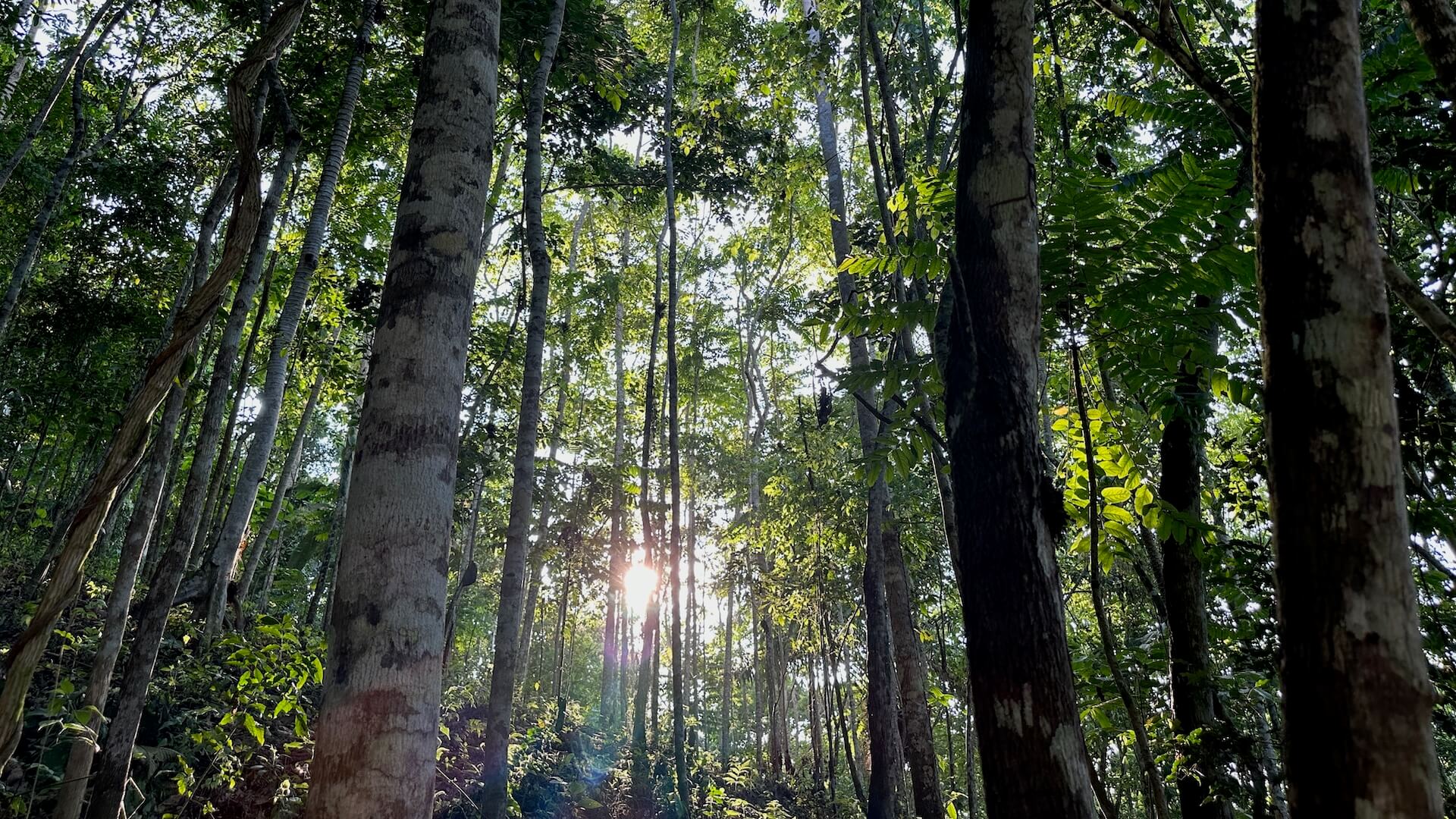 Brief Summary of Reforestation Methodologies by TMA
