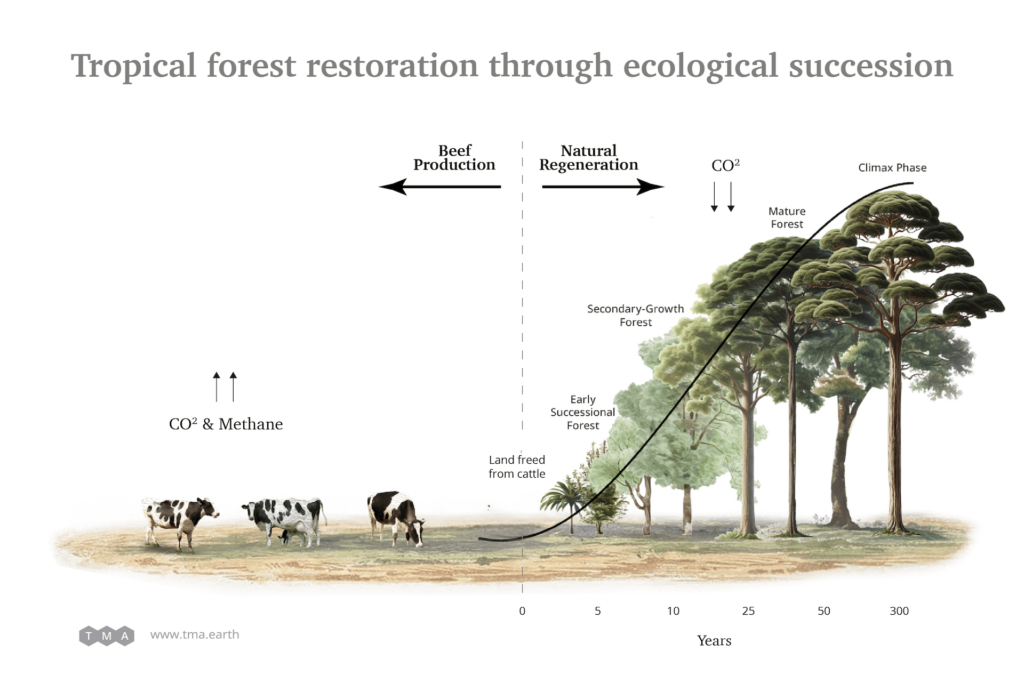 Natural regeneration of cattle pasture using ecological succession