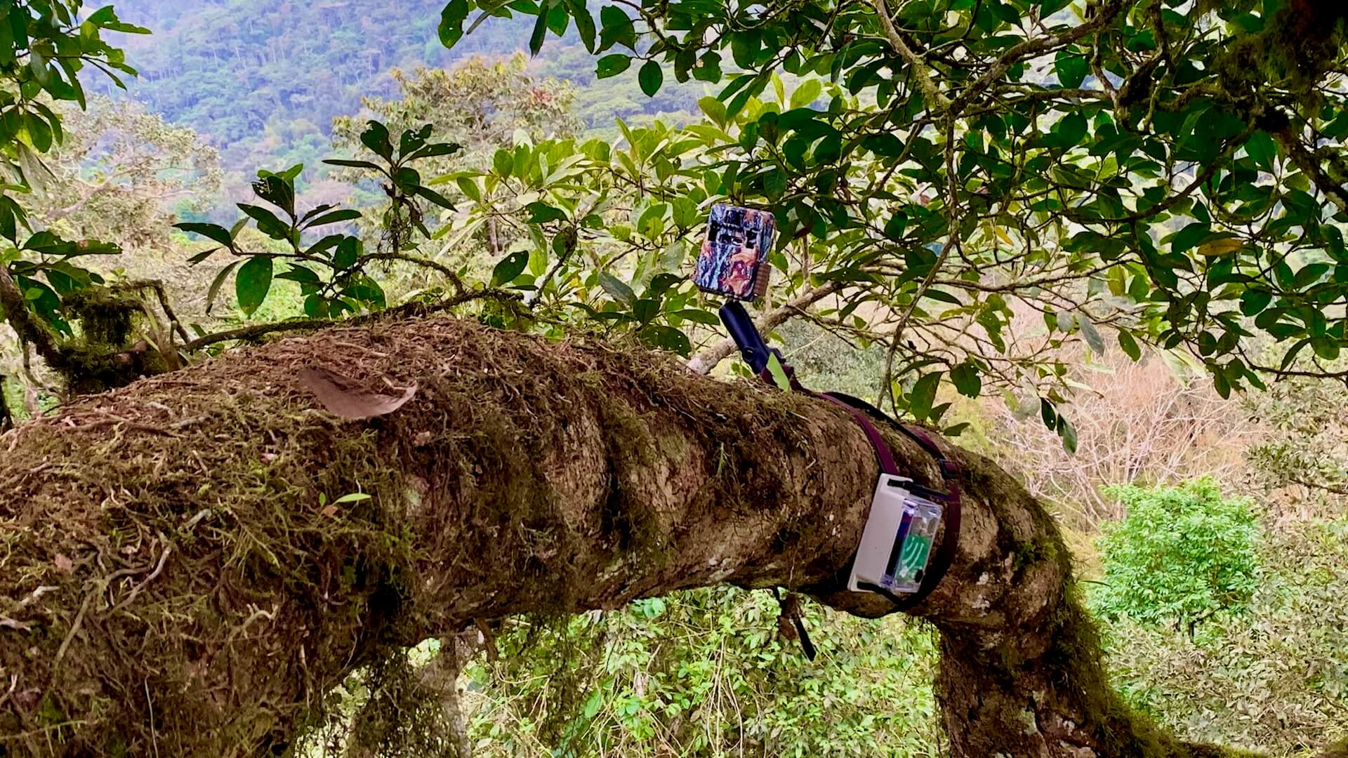 Research Highlights from the Jama-Coaque Reserve
