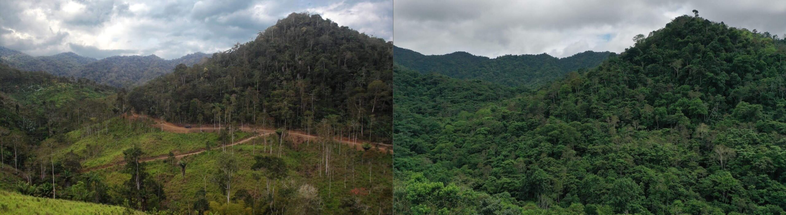 How to Restore Forest and Biodiversity Without Sacrificing Food Security