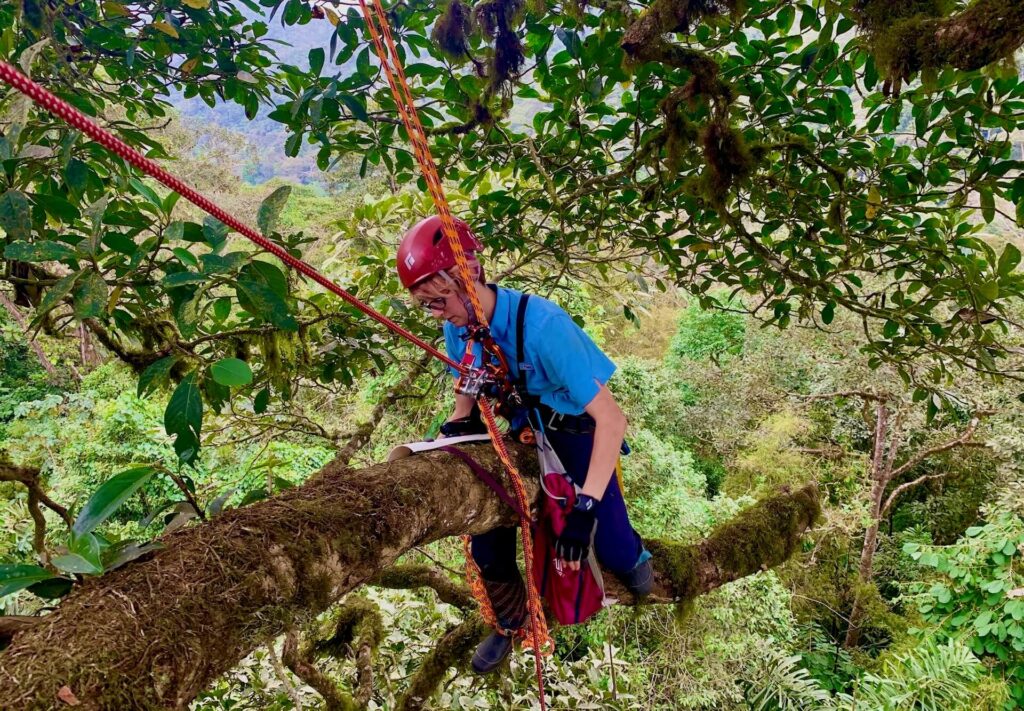 Jacqueline Tliemat, PhD candidate at Texas A&M, installing a camera trap in the canopy of an emergent tree in JCR.