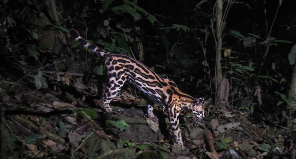 Margay walking down hill - cropped wide