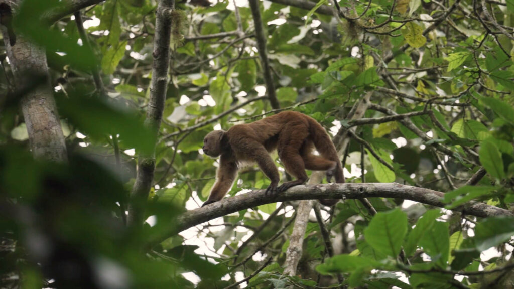 Capuchin Monkey walking across branch