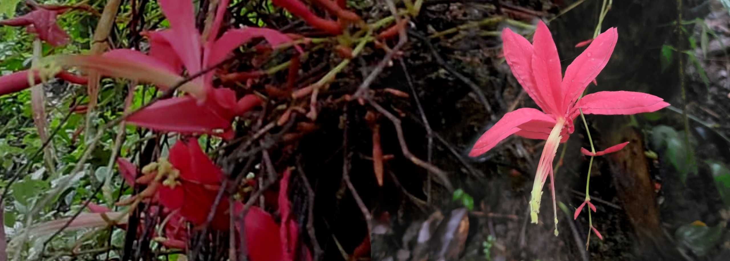 Saving a Tree on the Brink of Extinction